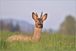 <p>SRNEC OBECNÝ (Capreolus capreolus) Šluknovsko - Jiříkov   (European roe deer /  Reh</p>